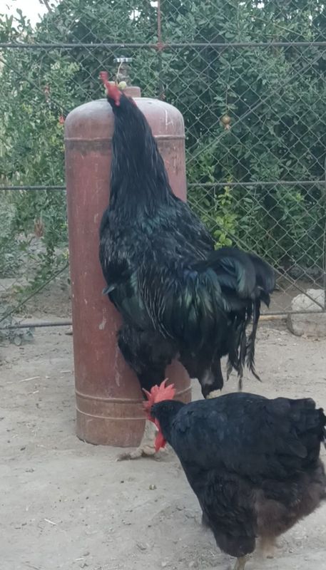 Gigant qorashahzoda xoʻroz sotiladi Gigant qorashahzoda xoʻroz sotiladi