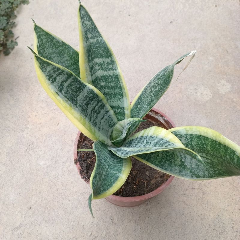 Сансевиерия / Sansevieria LAURENTII