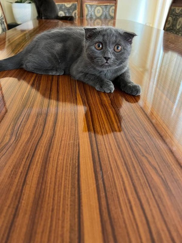 Scottish Fold 4ta Scottish Fold 4ta