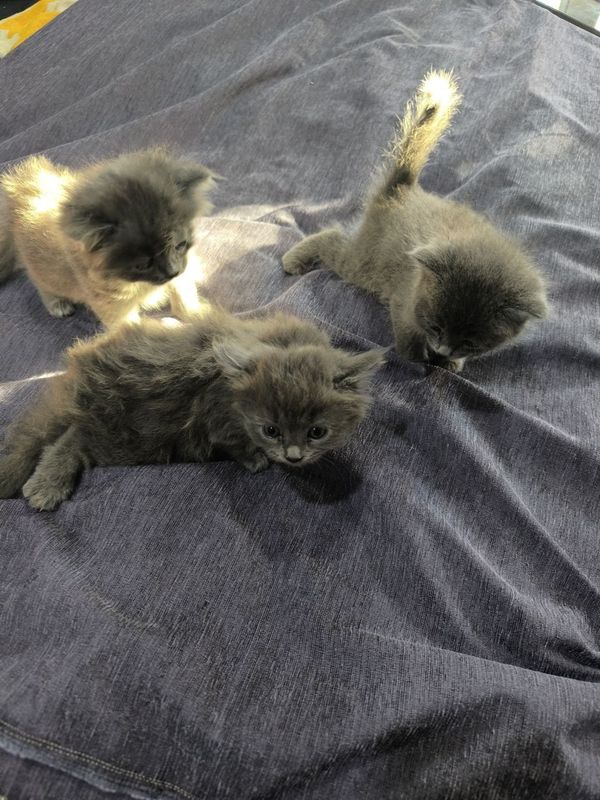 Котята скотиш страйт Котята скотиш страйт