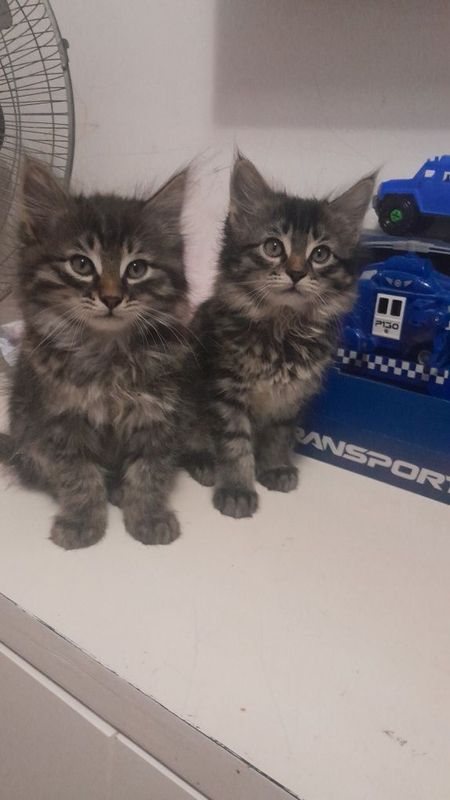 Сибирские котята Сибирские котята