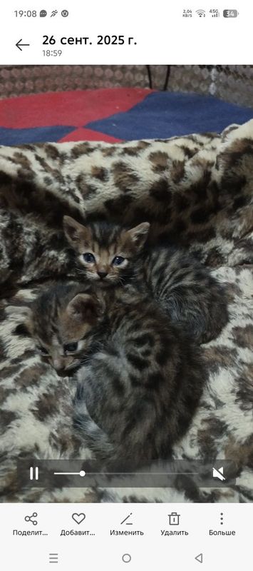Продается бенгальские кошки