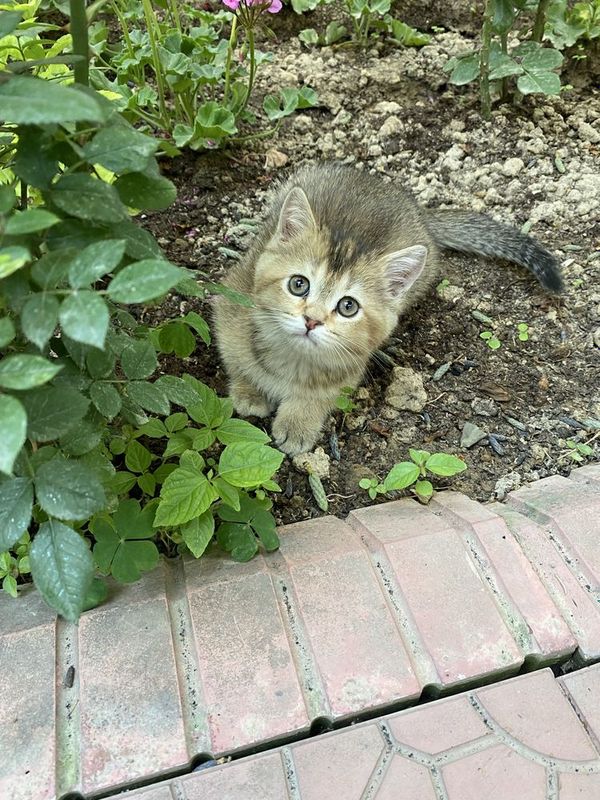Срочно шиншила девочка скотиш страйт Срочно шиншила девочка скотиш страйт
