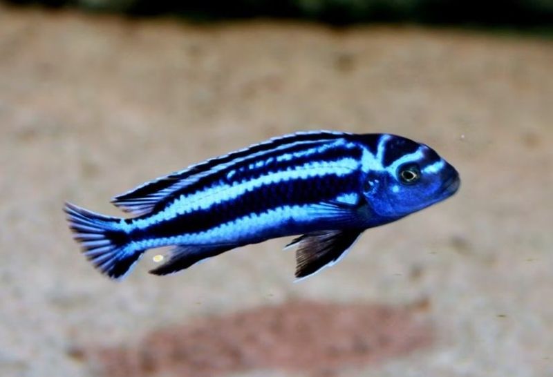 Malawi cichild pseudotropheus maingano