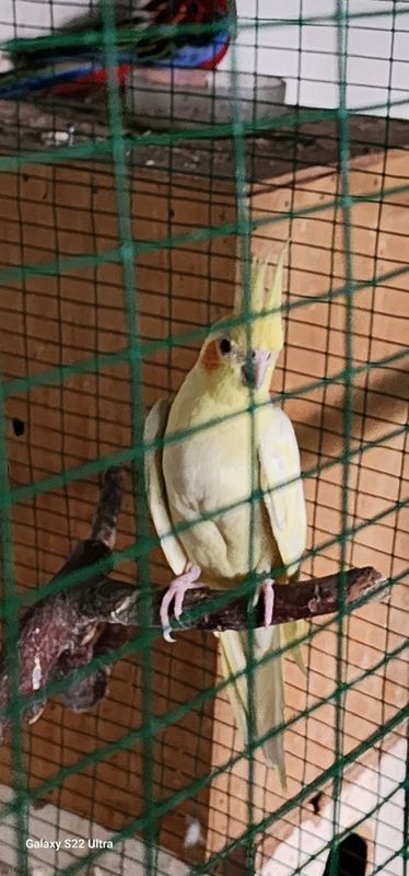 Корелла. Ищлаган мода 150 000 Корелла. Ищлаган мода 150 000