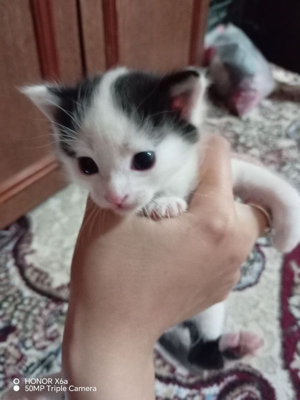 Hadiyaga mushuklar. Hadiyaga mushuklar.