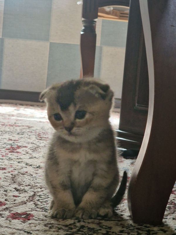 Котёнок шиншилы.