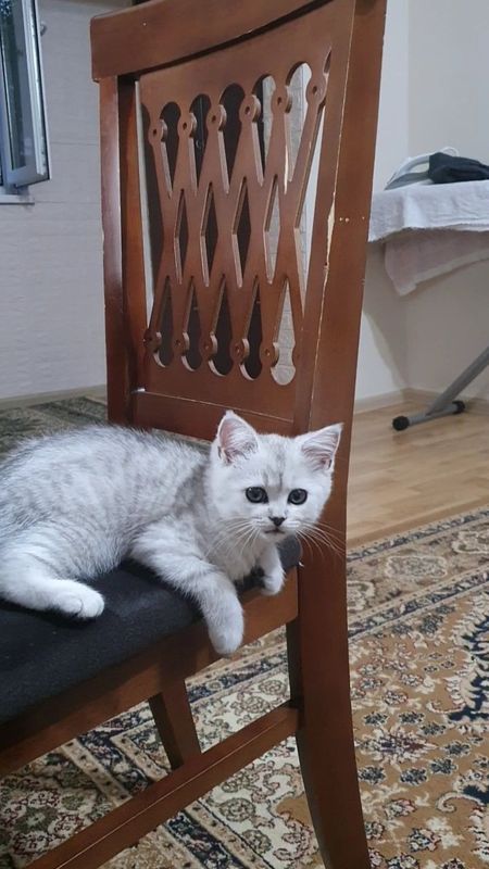 Котенок скотиш страйт серебристая шиншилла Котенок скотиш страйт серебристая шиншилла