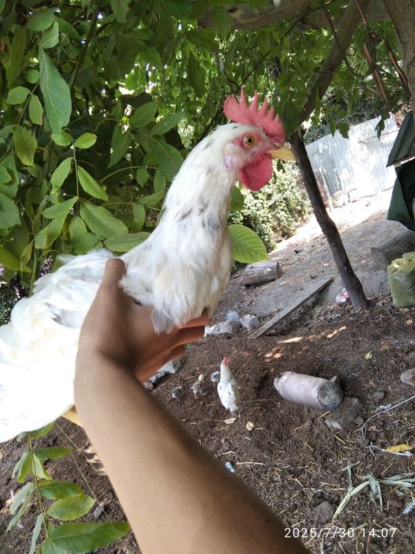 Xoroz sotiladi broller Xoroz sotiladi broller