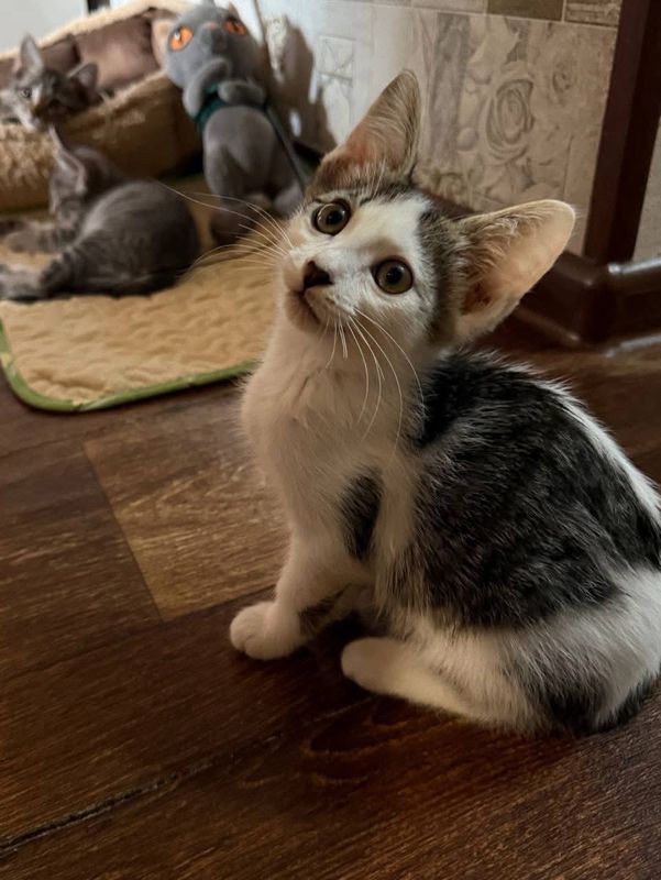Котята в добрые и ответственные руки Котята в добрые и ответственные руки