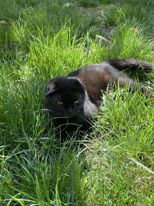 Кошка с гарантией Кошка с гарантией