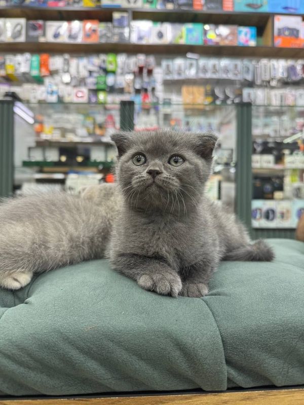 Продаются шотландские котята Продаются шотландские котята