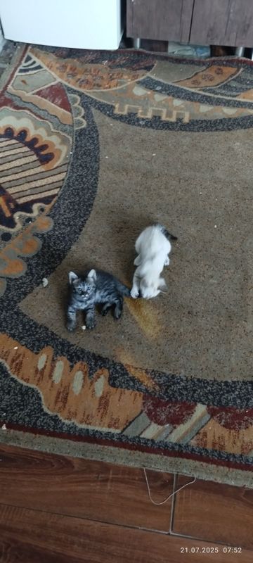 Отдам бесплатно котята хорошие руки Отдам бесплатно котята хорошие руки