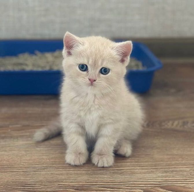 КОТЯТА породистые!!!