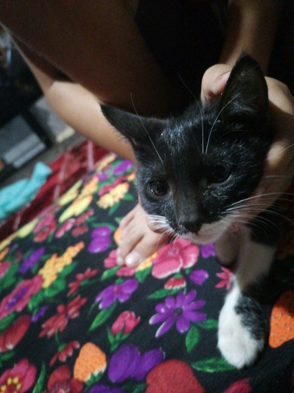 Mushuk Mushuk