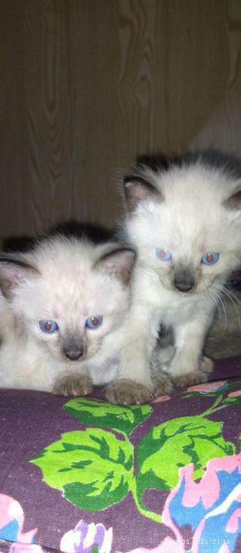Сумская котяты 1 месяц Сумская котяты 1 месяц