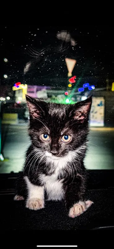 Siyam mushigi toza zotlik | 1.5 oylik Siyam mushigi toza zotlik | 1.5 oylik