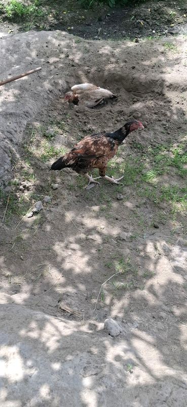 toza zotdan toza zotdan