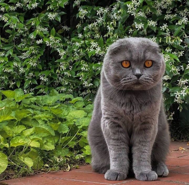 Scottish Fold mushugi sotladi