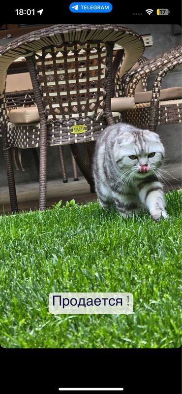 Шиншилла, Скотиш Фолд сотилади