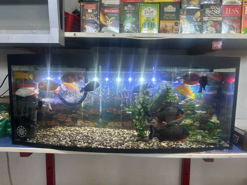 Akvarium sotiladi hamma narsasi bilan