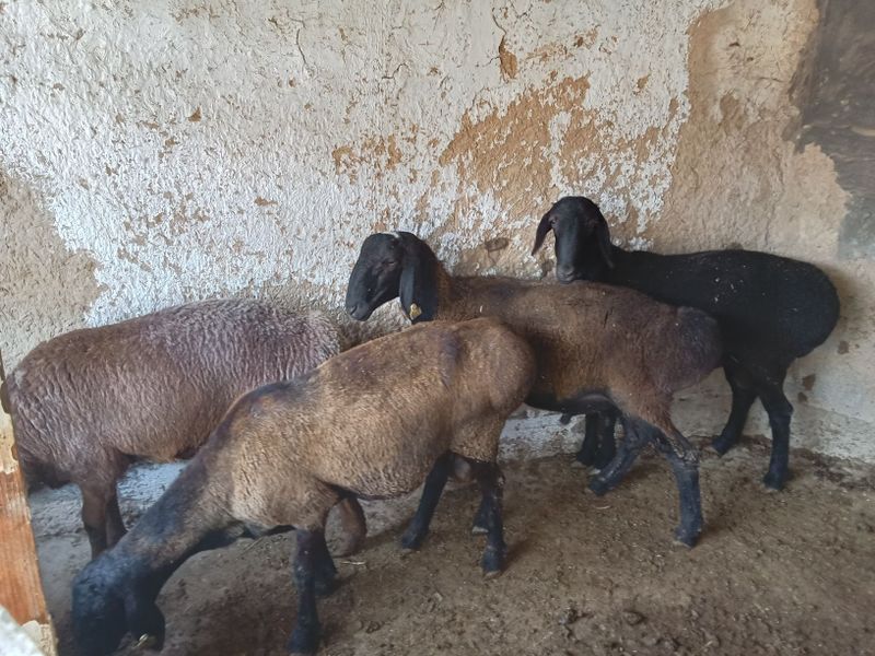 Qo'ylar Sotiladi Qo'ylar Sotiladi