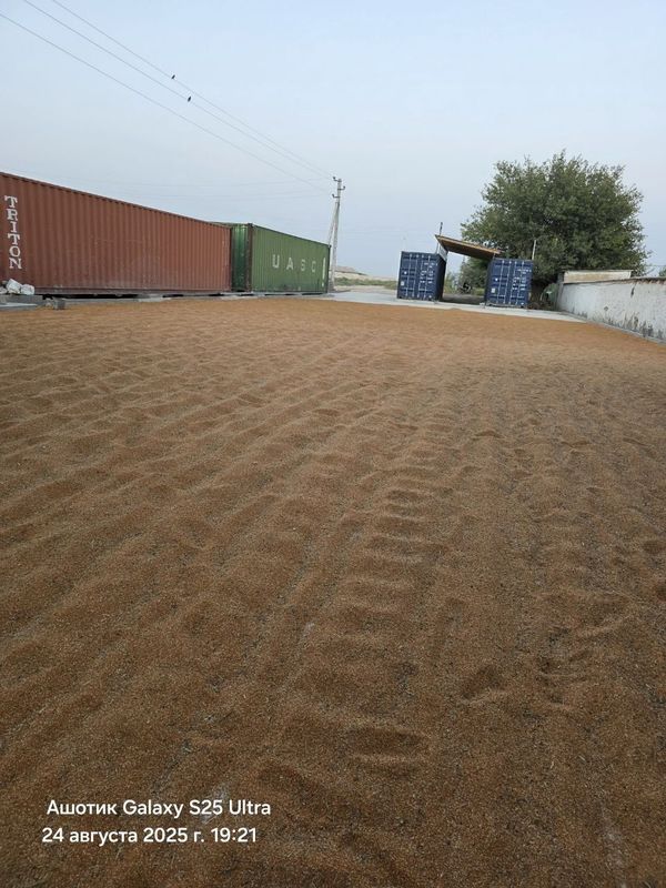 Тарик, 100 тонна к,изил Тарик, 100 тонна к,изил