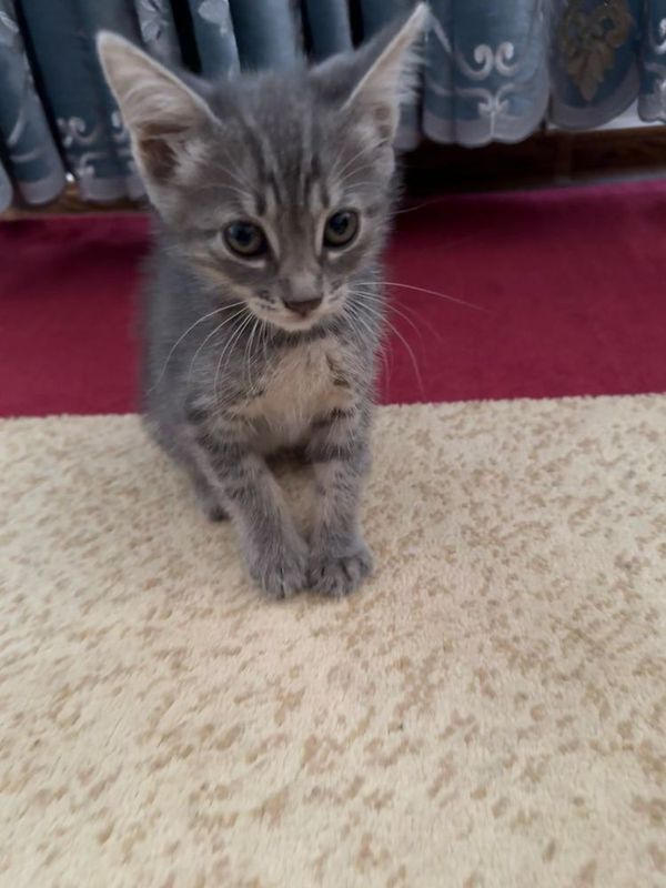 Mushuk xadiyaga beriladi bepul, кот Mushuk xadiyaga beriladi bepul, кот
