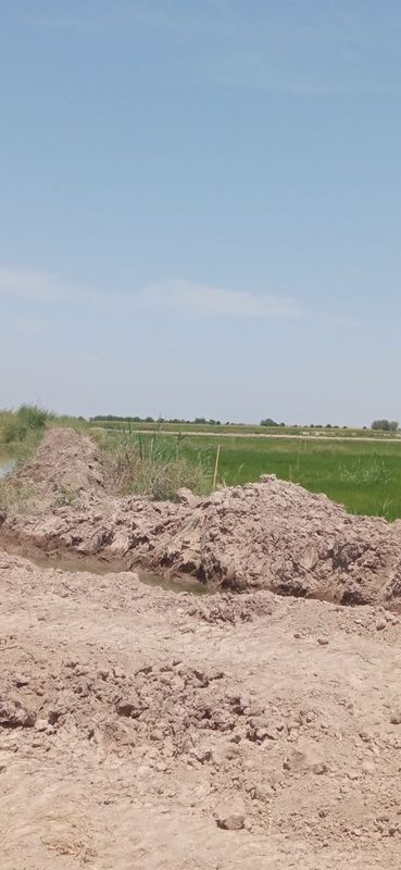 Makka silos bor 2 gektar oʻrib olishga kg uchun 950 soʻm Makka silos bor 2 gektar oʻrib olishga kg uchun 950 soʻm