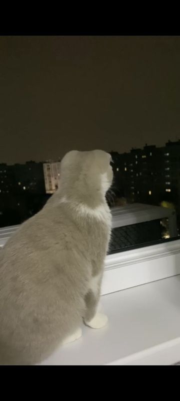 Skots fold mushuk sotiladi Skots fold mushuk sotiladi