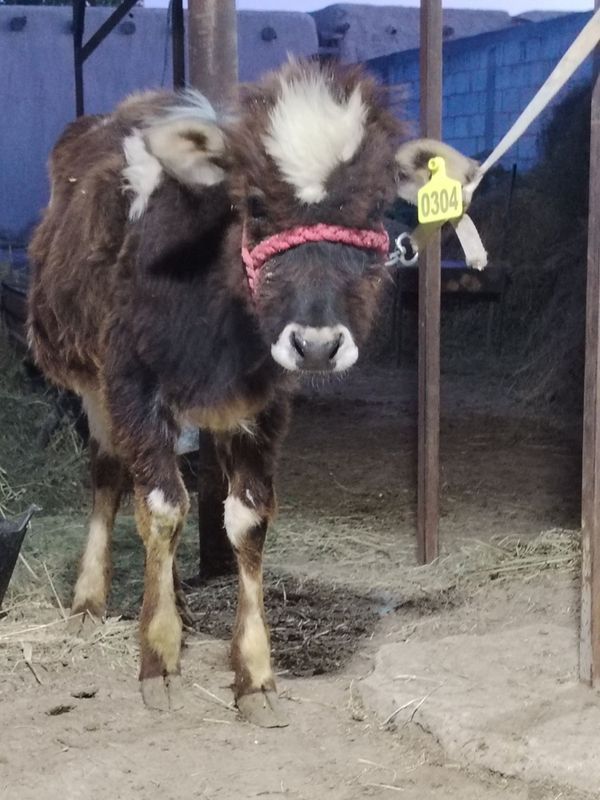 Gunojin sotiladi narxi 6milyon