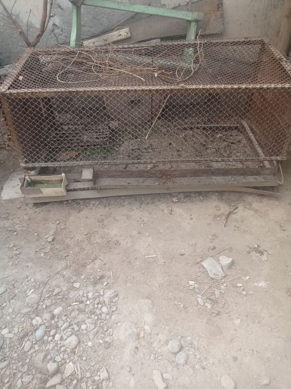 Tovuq katak sotiladi!!