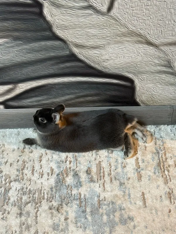 Нидерландский кролик Нидерландский кролик