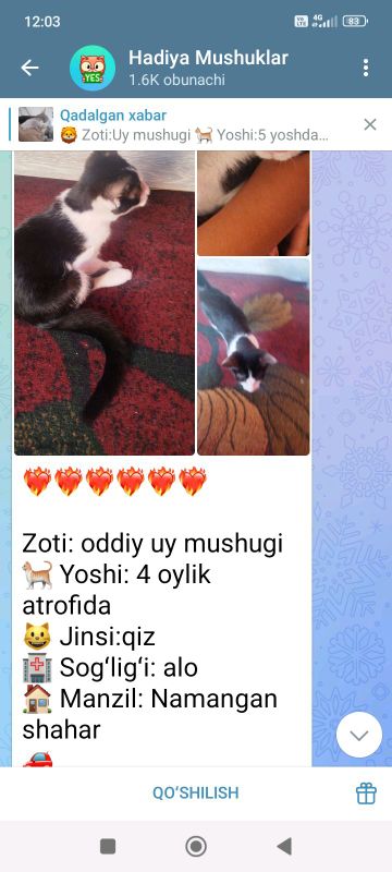 mushuk mushuk