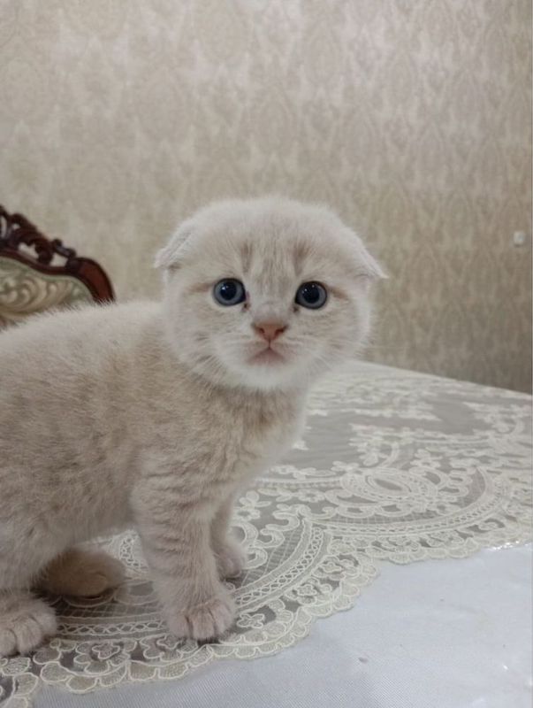 Продаю Котят шиншилла вислоухие