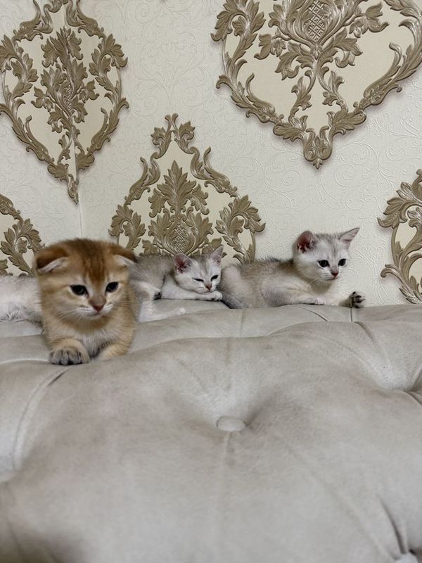 Продам серебристой шиншиллы котята