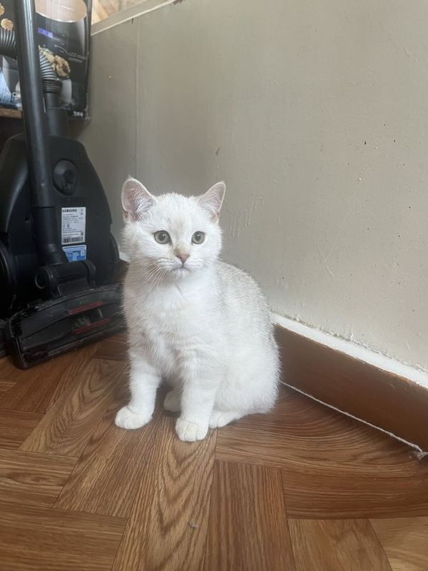 Шотландские котята Шотландские котята