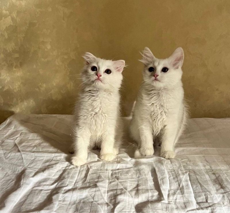 Породистые котята Породистые котята