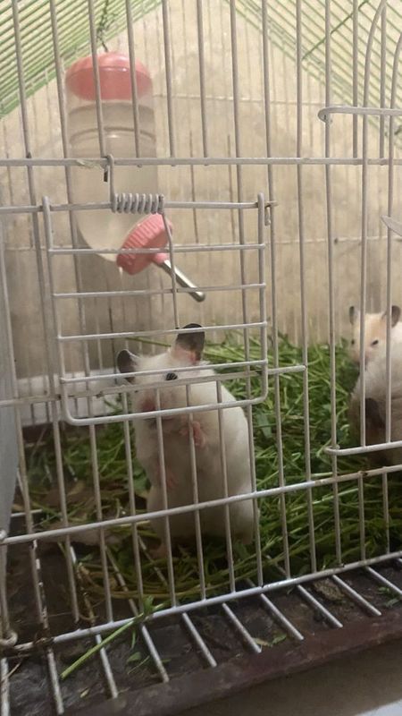 Hamichok sotiladi donasi 50 migdan bollarini ota onasi 100ming Hamichok sotiladi donasi 50 migdan bollarini ota onasi 100ming