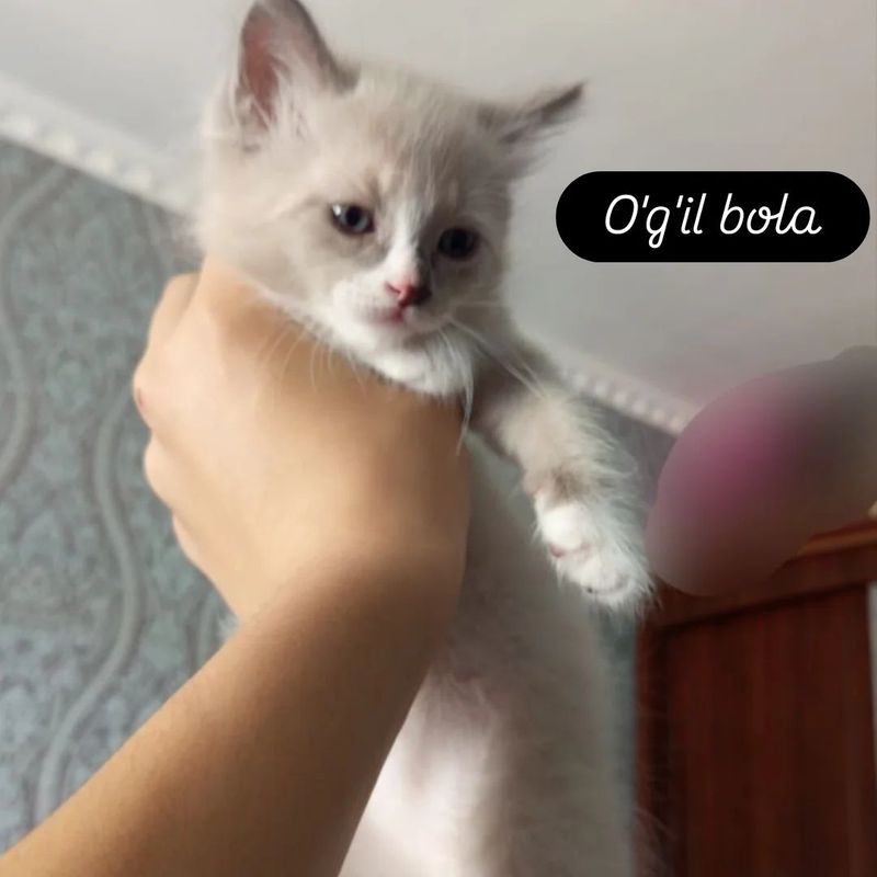 Mushuklar sotiladi Mushuklar sotiladi