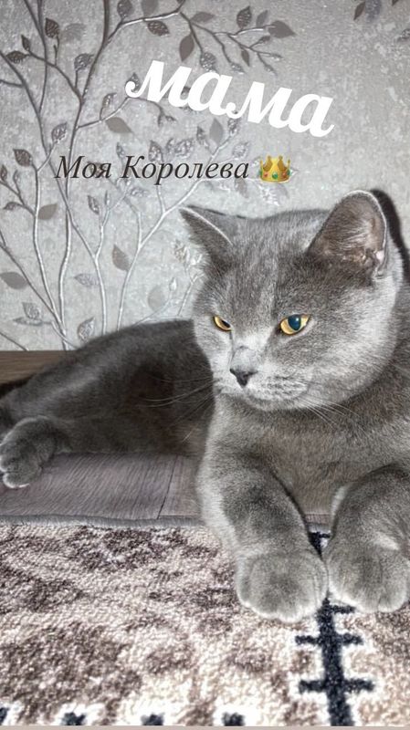 Продаются котята породы Британская шиншилла