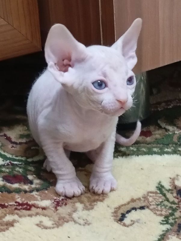 Котята сфинкс 80 $ Котята сфинкс 80 $