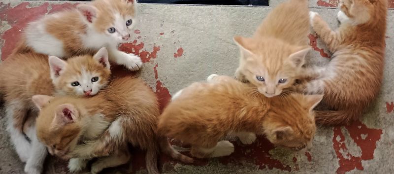 Котята,им 1месяц,девочки и мальчики Котята,им 1месяц,девочки и мальчики