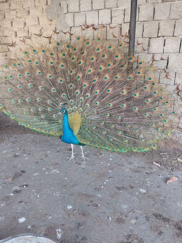 Tovus juda chiroyli patlarini ochadi Tovus juda chiroyli patlarini ochadi