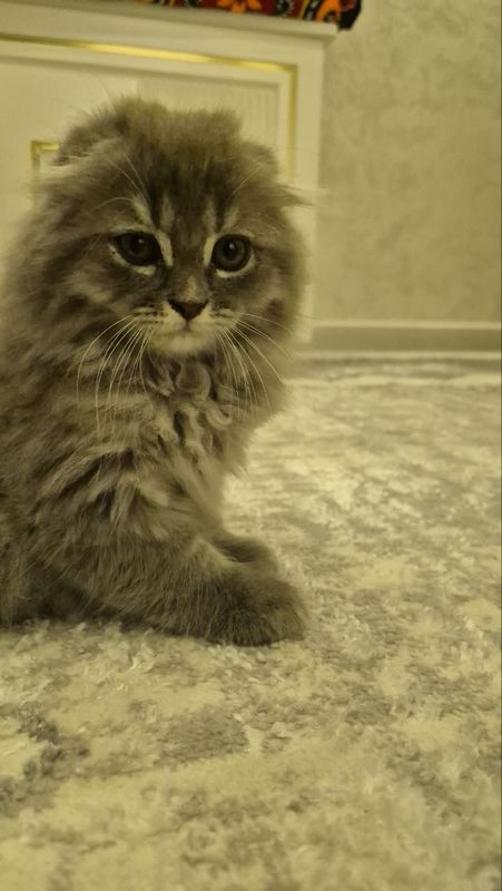 Scottish Fold va Straight Scottish Fold va Straight