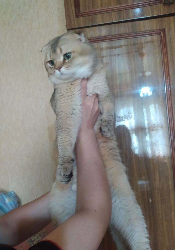 Вязка Британский золотой шиншилла. Вязка Британский золотой шиншилла.