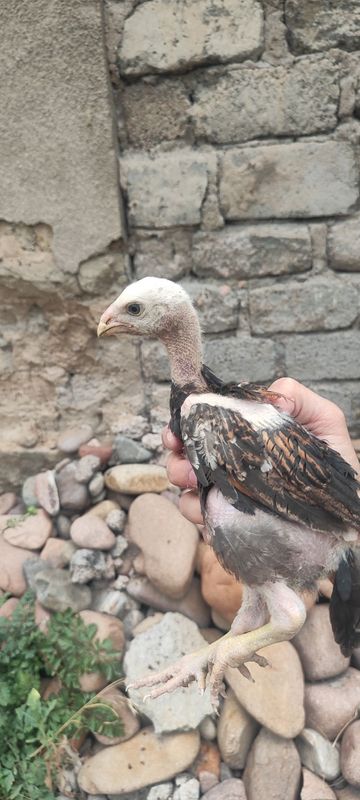 Dakan Jo'jalar sotiladi