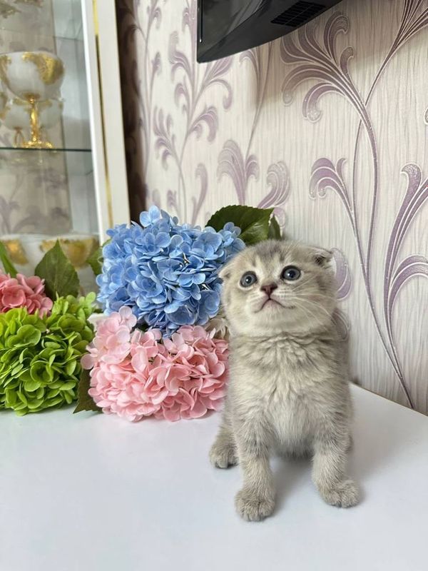 Продается котята Скотиш шиншиллы золотистый серебристый голубой окрасы Продается котята Скотиш шиншиллы золотистый серебристый голубой окрасы