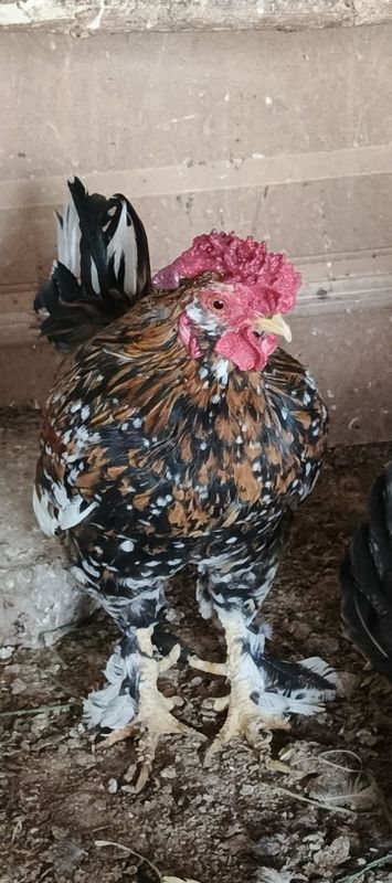 Yapon tovuq xorozla sotiladi