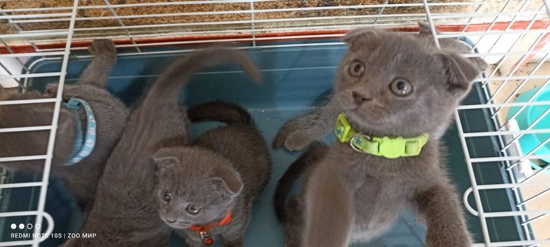 Скоттиш фолд мушукчалар